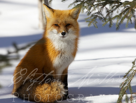 fox winter 2014  178