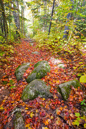 Arethusa Falls Trail