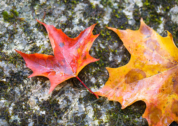 Maple on Rocks