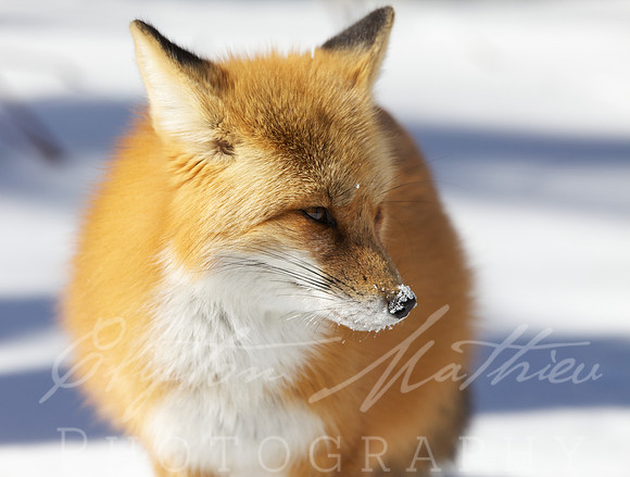 fox winter 2014  182