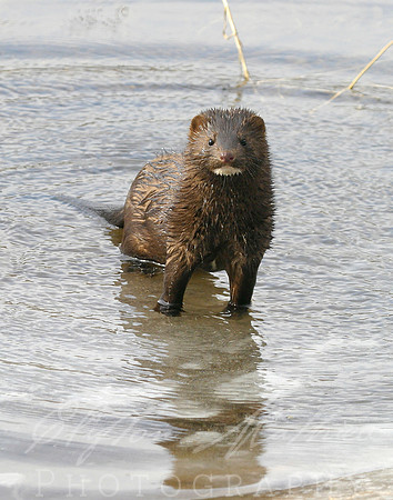 Curious Mink