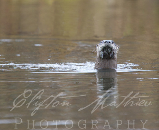 Agressive Otter
