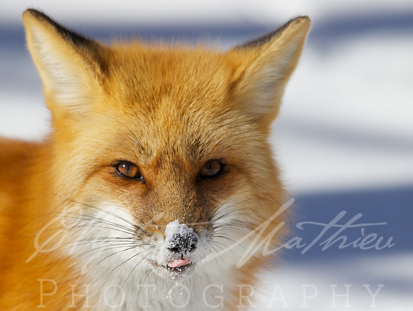 fox winter 2014  181