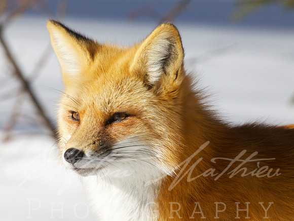 fox winter 2014  176
