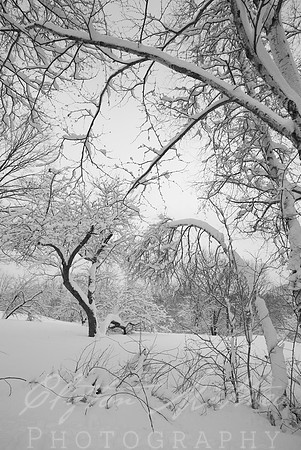 Fresh Snow   Canterbury, N.H.