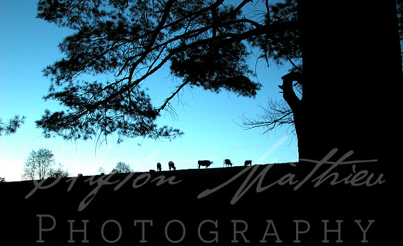 Cows at Twilight