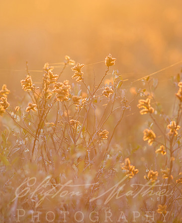 Morning Light at The Marsh