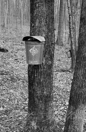Tapping Maple