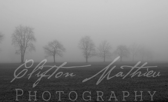 Tree Row