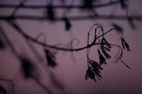 Landscapes 1