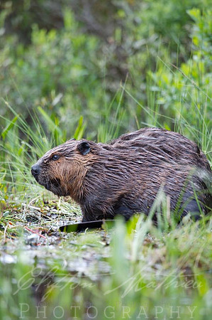 Portrait of A Beaver