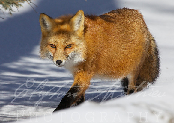 fox winter 2014  177
